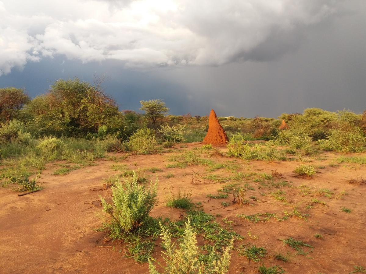 Lion'S Den Guesthouse Otjiwarongo Zewnętrze zdjęcie