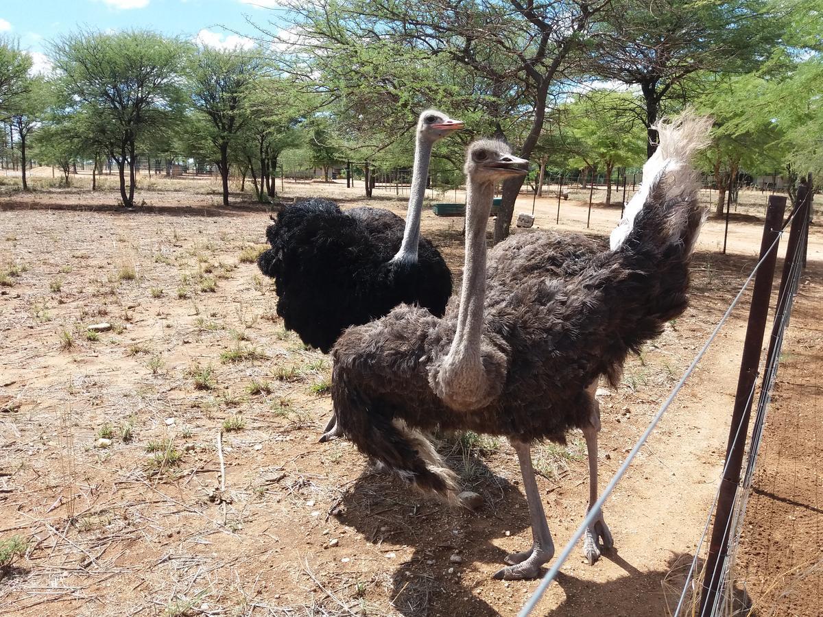 Lion'S Den Guesthouse Otjiwarongo Zewnętrze zdjęcie