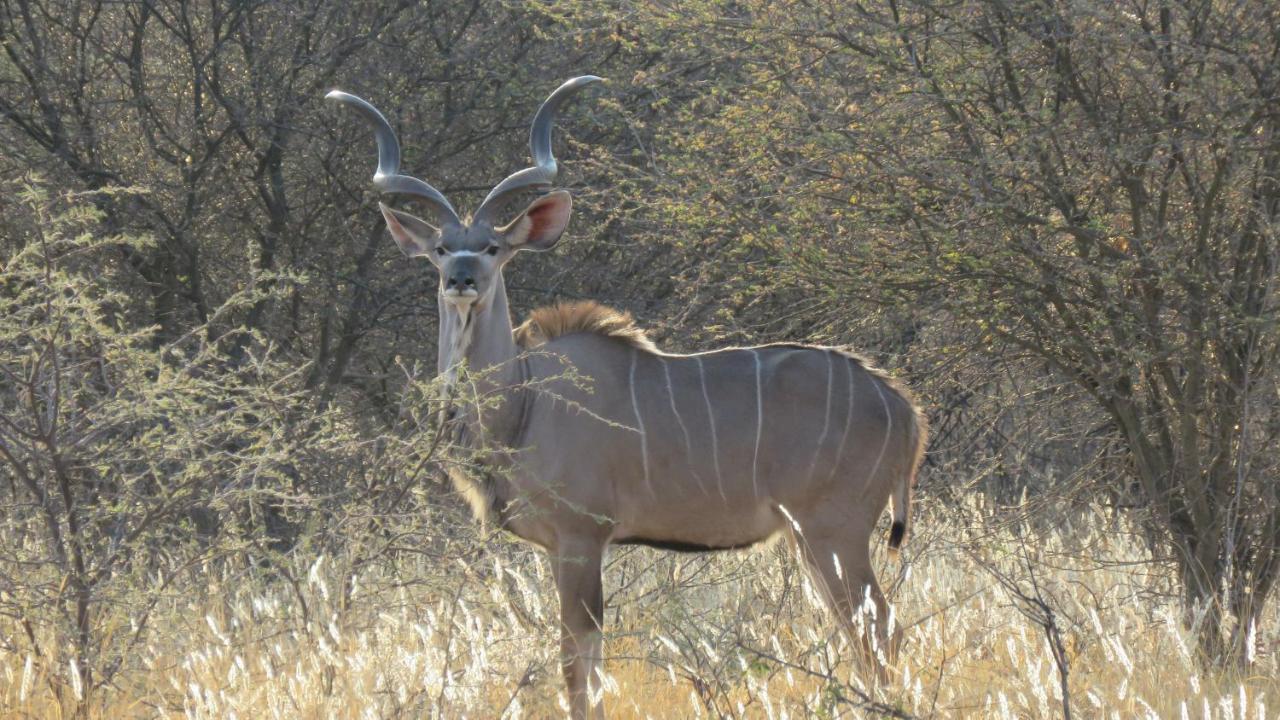 Lion'S Den Guesthouse Otjiwarongo Zewnętrze zdjęcie