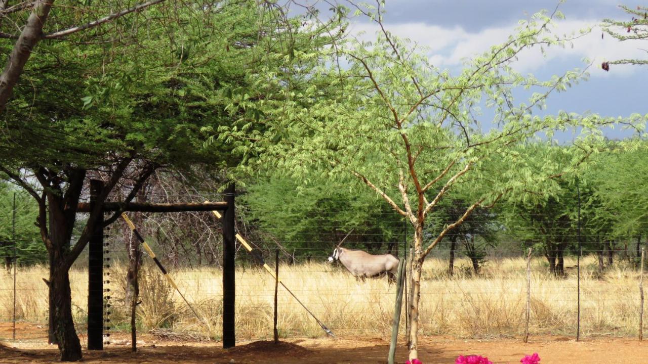 Lion'S Den Guesthouse Otjiwarongo Zewnętrze zdjęcie