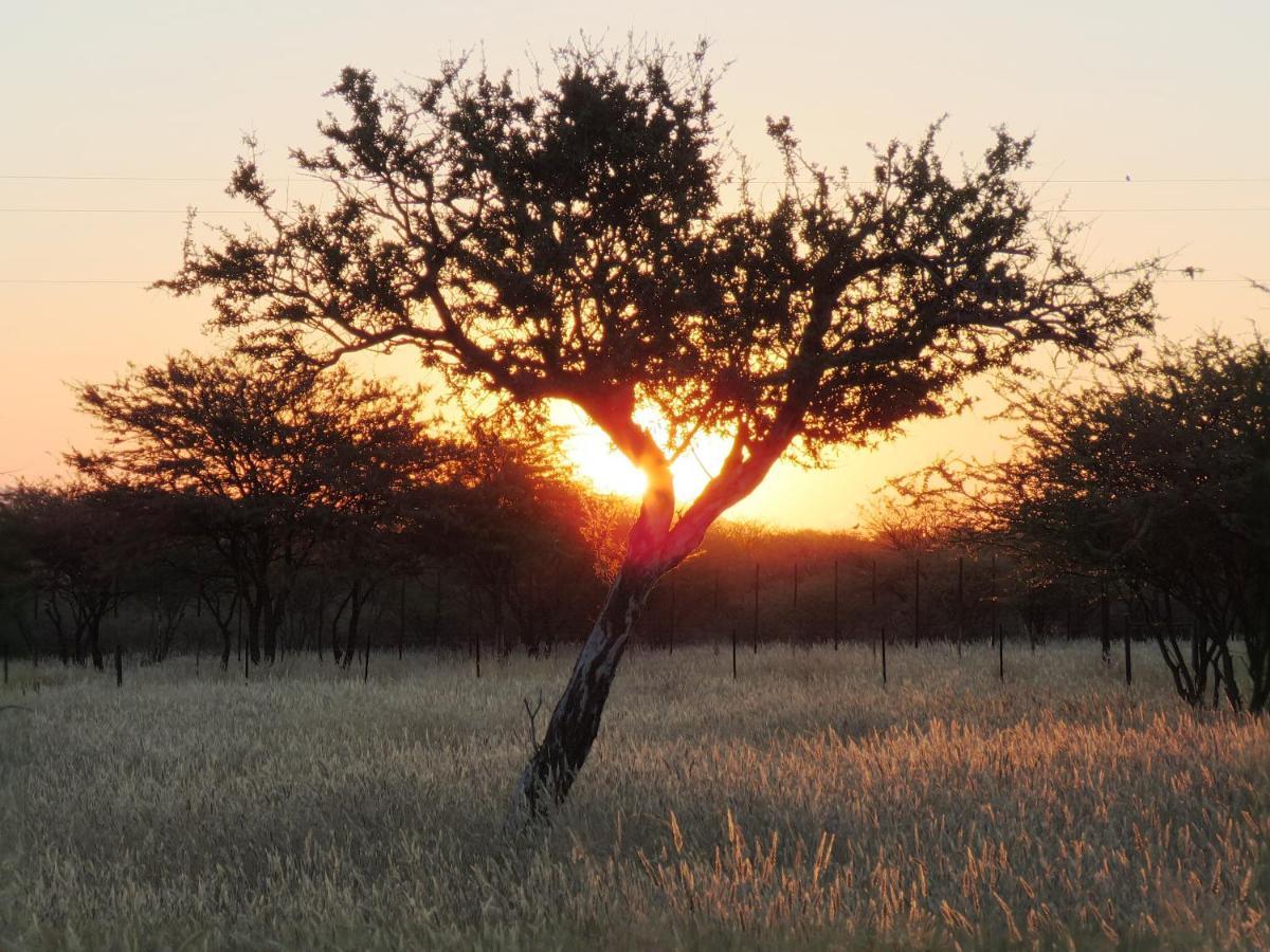 Lion'S Den Guesthouse Otjiwarongo Zewnętrze zdjęcie