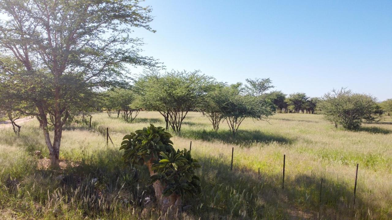 Lion'S Den Guesthouse Otjiwarongo Zewnętrze zdjęcie