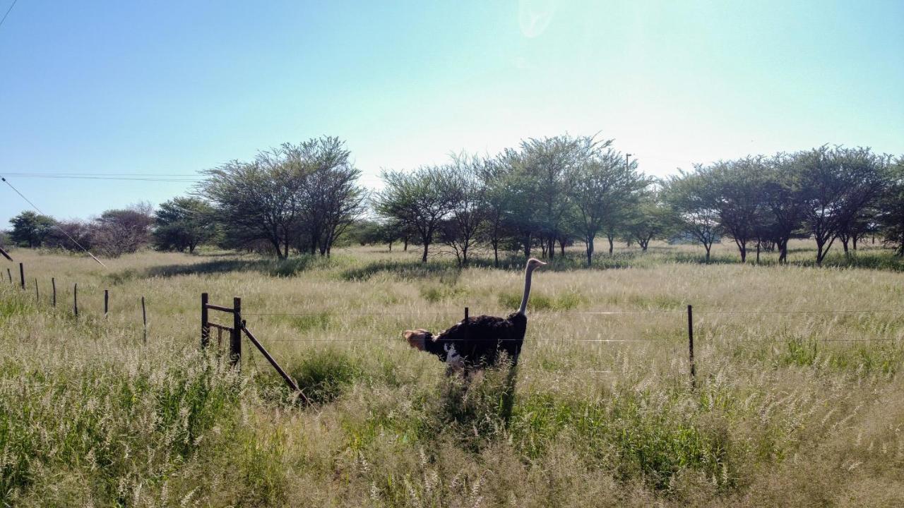 Lion'S Den Guesthouse Otjiwarongo Zewnętrze zdjęcie